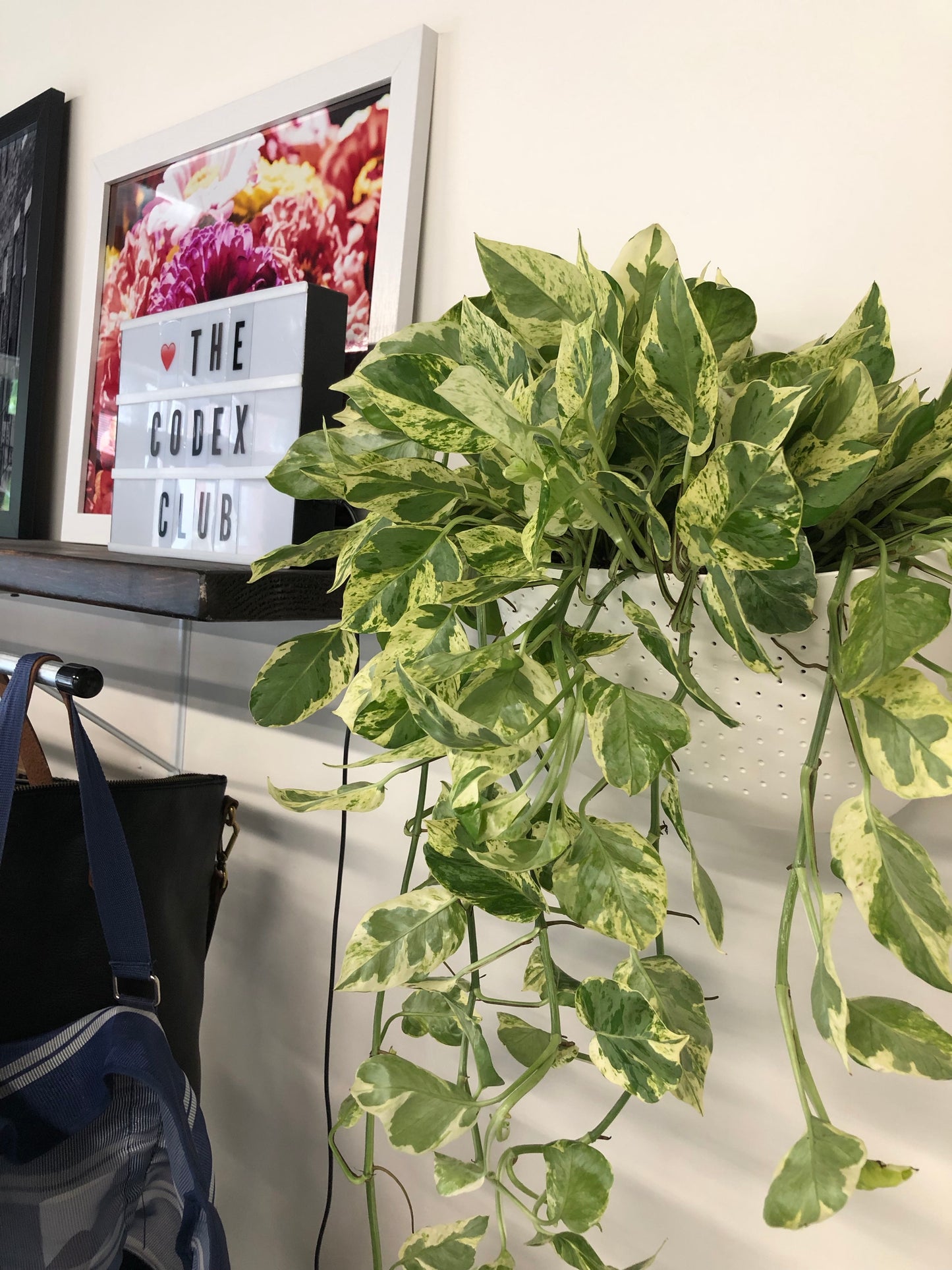 Plant by B.Willow