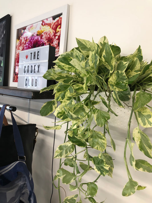 Plant by B.Willow
